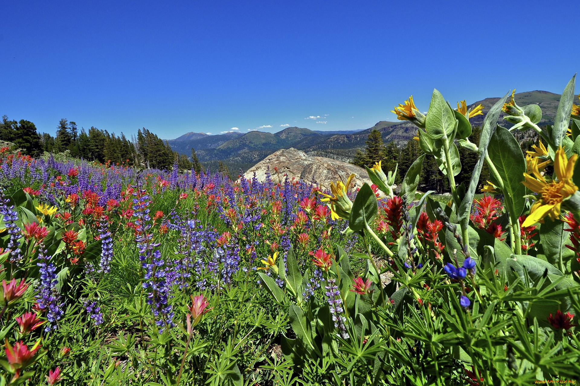 eldorado, national, forest, california, , , -, , sierra, nevada, , 